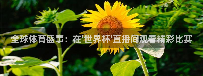 世界杯系列赛:全球体育盛事:在\'世界杯\'直播间观看精彩比赛